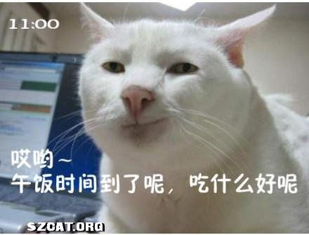 搞笑表情图动物