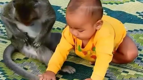 宝宝抓住小猴子的尾巴,注意看它委屈的表情,太好笑了