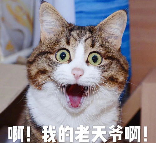 幼猫千万别这样喂网友亲身经历我家猫差点被撑死