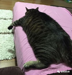 居然被我发现了一只比橘猫还胖的狸花猫