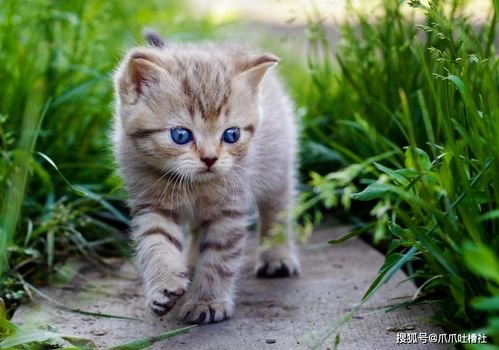 你家的猫咪会认主吗忽略了这一点,猫咪一定不会认主