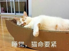 睡觉猫命要紧图片表情包提醒篮球小助手表情包下载乐游网游戏下载