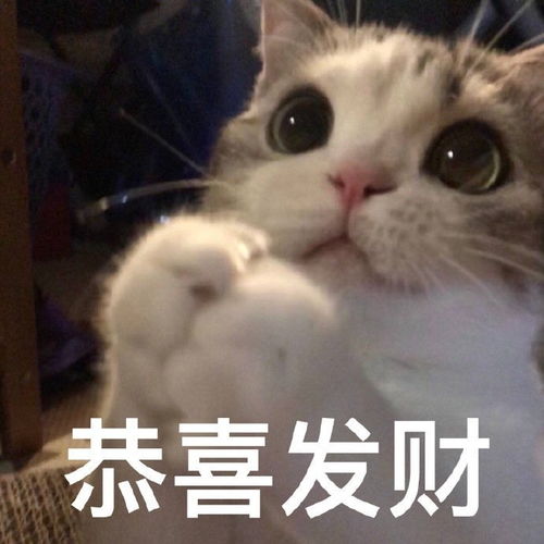搞笑表情包图片比心拳头硬了,我现在就让你认清自己