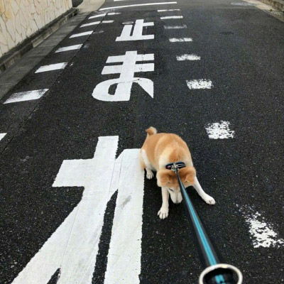 柴犬头像搞笑高清图片单身狗头像柴犬系列