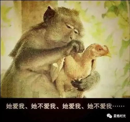 那谁,赶紧把老大的上马凳搬过来