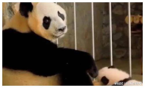 自从生了娃,熊猫妈妈就是这种表情,超级搞笑