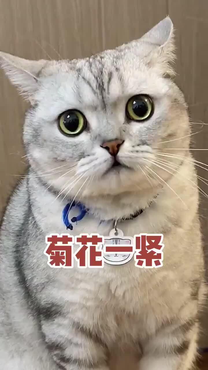 当猫咪孵蛋孵出了一只小猫,表情太搞笑了