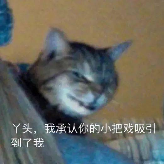 沙雕表情包大全搞笑猫咪