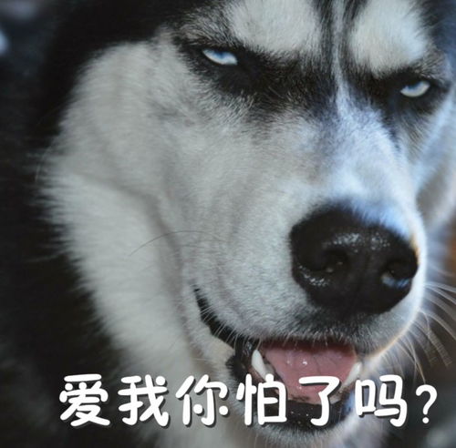 火遍朋友圈的那只单身狗,终终终终终终终于结婚了