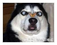幽默笑话爸爸,你不会是在暗示我不是你们的亲生儿子吧