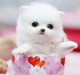 茶杯犬图片超有爱宠物茶杯犬简直萌翻了