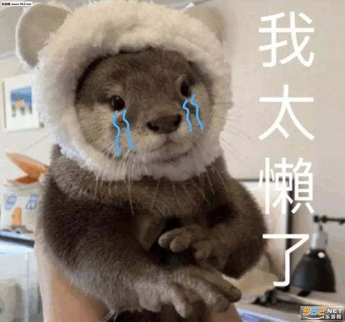 揭不开锅图片表情小猫小狗卖惨表情包下载乐游网游戏下载