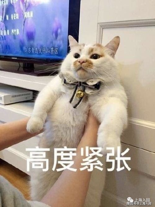 各区报名时间不同上海16区入园全年时间轴详解出炉填报时长最多相差10天