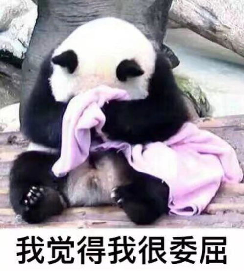 假如龙泉5天没有城管,生活会是怎样结果很意外