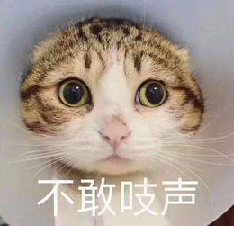 演员的诞生有内幕能让宋丹丹低头道歉的真相竟然是这个