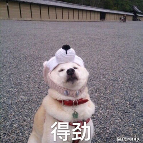 搞笑表情包图片你看我,快看我