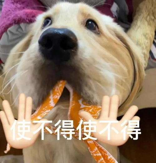 超级无敌极品沙雕搞笑表情包