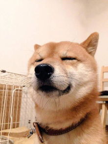 戏精柴犬的戏精人生,每个表情都是要搞事情