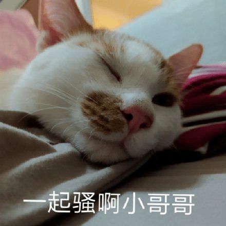 沙雕猫猫表情包