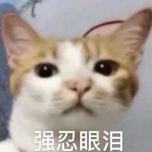 表情包,可爱又搞笑的表情包
