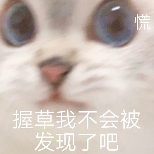 小猫咪凶巴巴表情包我不是你最爱的小猫咪了吗