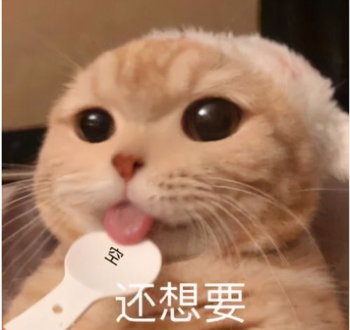 有一个吃货主人是什么体验猫猫委屈的小眼神简直了,哈哈