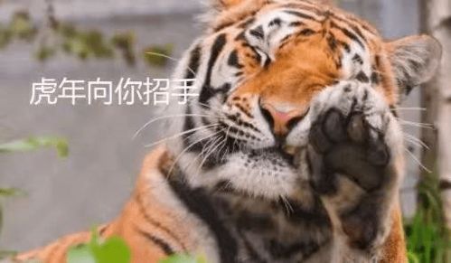 12345,上秀英找萌虎