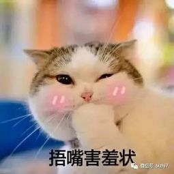 可爱猫咪表情包搞笑文字头像