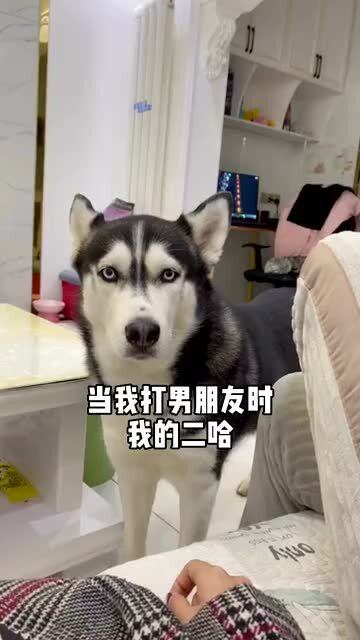 哈士奇搞笑图片表情包搞笑段子