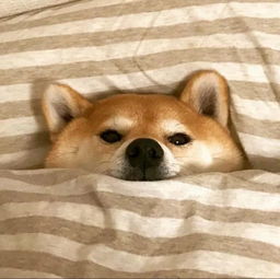 柴犬微信情侣头像图片