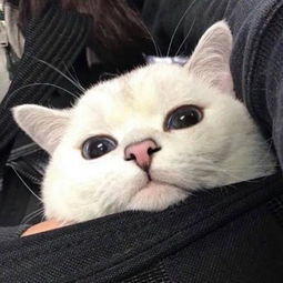 高冷动物微信头像高清可爱小猫咪最初无话不谈最终无话可说