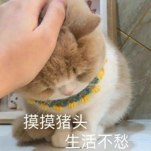 你们的表情包大户上线了快来存图