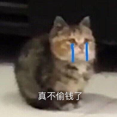 猫猫工作室最新公告猫猫洗心革面再也不偷钱了