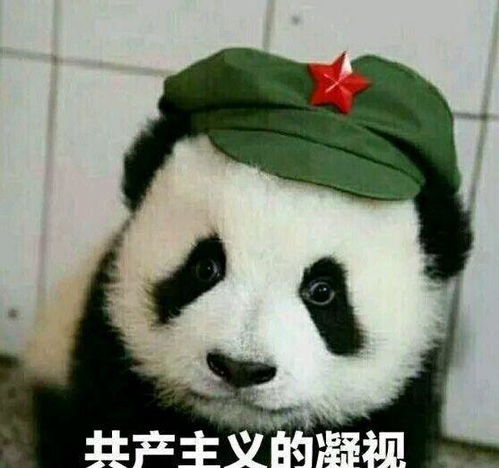 铲屎官和猫咪的七年之痒,老夫老妻了啥也不说了