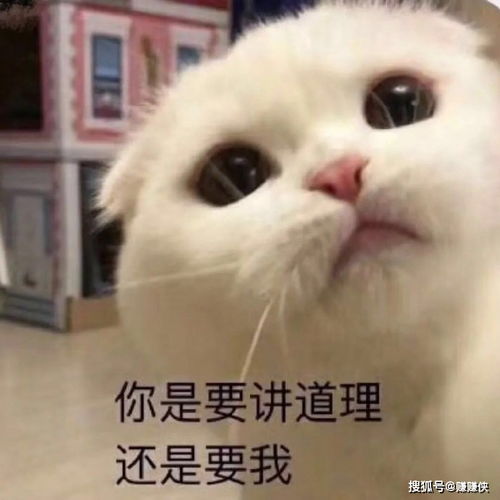 搞笑表情包图片一大群美女,却没人想听你说话
