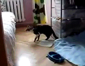 每日一笑,对于吃货,总是那么的机智