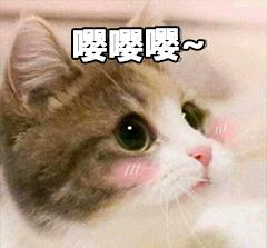 有趣表情包之喵星人的日常,我是一只萌萌的小猫咪哦