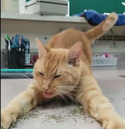 猫咪吃食物姿势太魅惑,看到主人笑得这么奸诈,猫咪一脸黑线