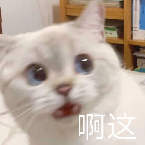 小猫咪凶巴巴表情包我不是你最爱的小猫咪了吗