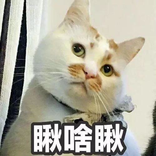 猫咪表情包搞笑小猫咪