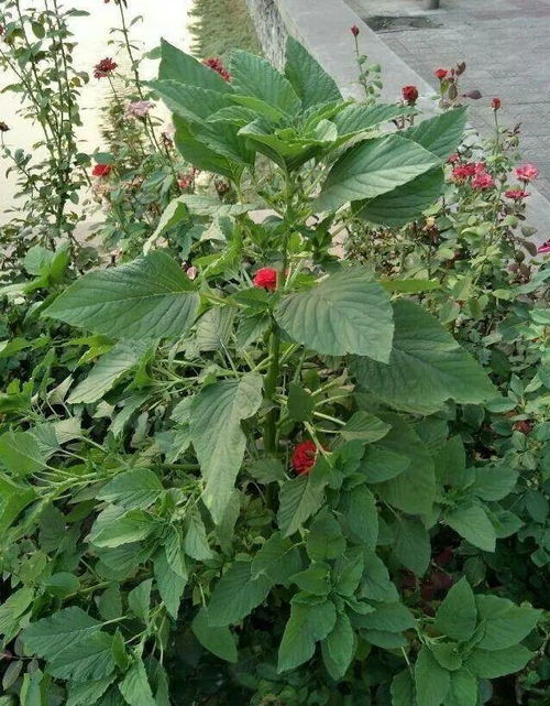 38种入侵植物,全村出来挖,挖完又长一大片
