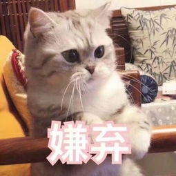 高清无水印萌猫表情包生气时也要萌萌哒,迷死你的那个他