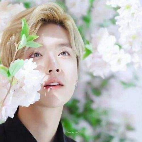 鹿晗头像大全卡通图片推广