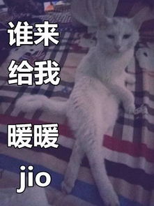 这是两张百搭的猫咪表情包,你能想到什么好玩的话来配