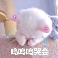 有趣表情包之喵星人的日常,我是一只萌萌的小猫咪哦