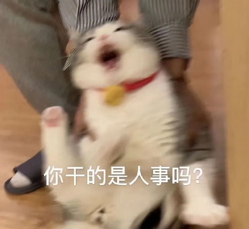 搞笑的表情图咆哮