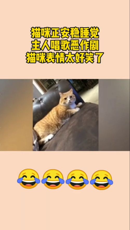 猫咪正安稳睡觉,主人唱歌恶作剧,喵咪表情太好笑了
