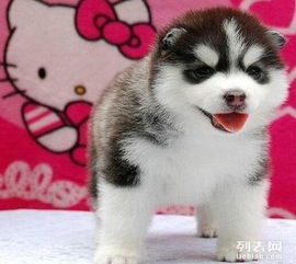 哈士奇幼犬,赛级纯血统,双蓝眼三把火品相佳,保健康