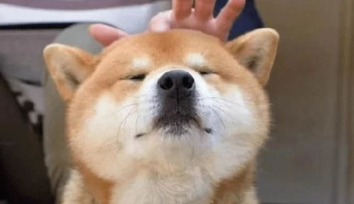 柴犬取代哈士奇只因拆家,二哈恐会让出宠物一哥的位置