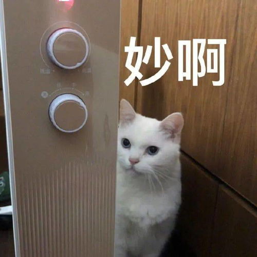 妙啊,不愧是你六公主
